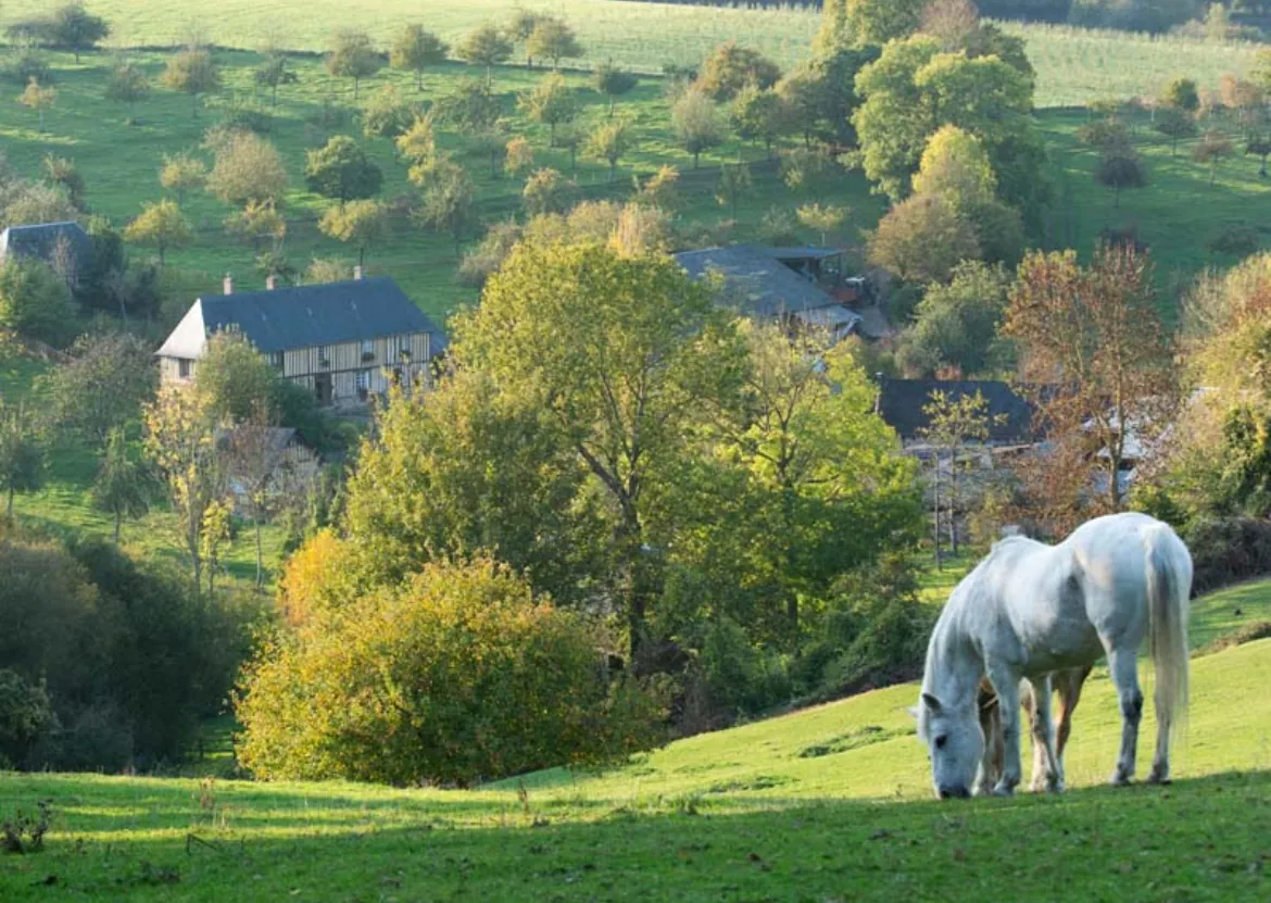 Deux chevaux dans une prairie du bocage, près du Hameau