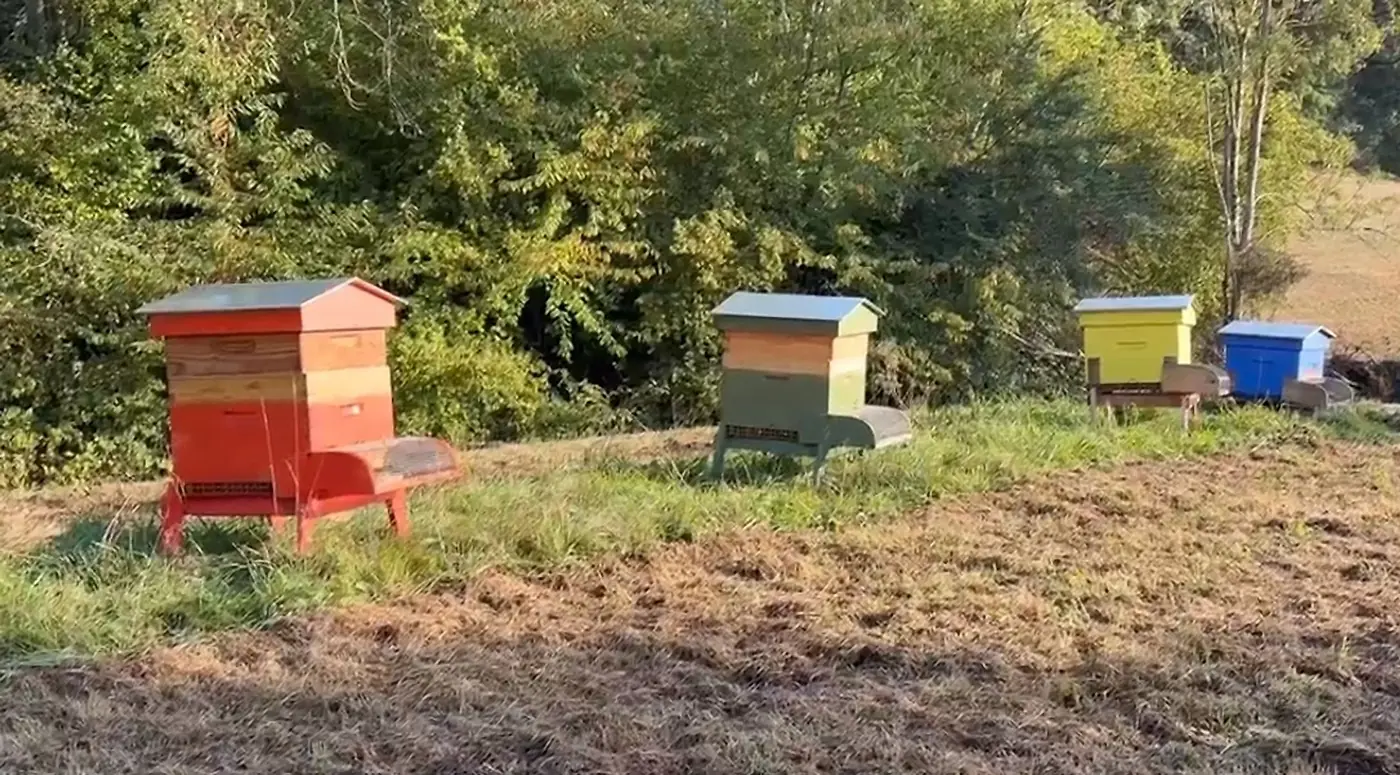 Les ruches colorées du Hameau au bord du pré, d’où vient le miel