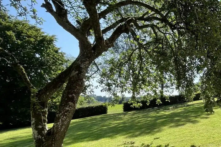 Le vieux pommier du verger, au-dessus de la pelouse du Hameau